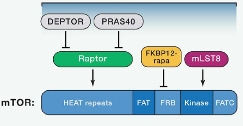 mTORC1由mTOR、Raptor和mLST8以及非核心组件PRAS40和Deptor组成
