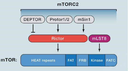 mTORC2的组成蛋白主要有Rictor、mSin1、mSLT8和Protor等