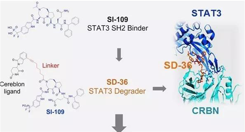 结构优化得到的SH2结合分子SI-109与CRBN结合，得到SD-36