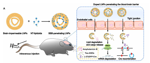 将神经递质与LNP掺杂，获得拥有穿透BBB能力的载体。