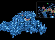 Science重磅！一种“分子剪刀”如何成为COVID-19药物的重要靶标？