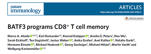 Nature：BATF3改善T细胞记忆应答，有望改善免疫疗法的疗效