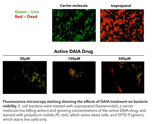 荧光显微镜染色显示了DAIA处理对细菌活力的影响