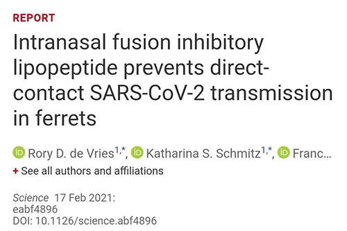 Science速递|鼻喷雾剂可阻止新冠肺炎传播，在雪貂实验中已初获成效