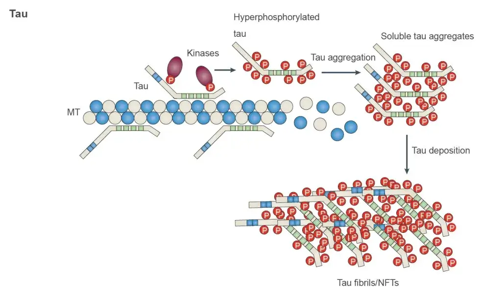 Tau Phosphorylation.webp