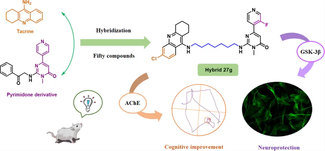 具有AChE GSK-3β双重抑制作用的他克林-嘧啶类化合物的设计.webp