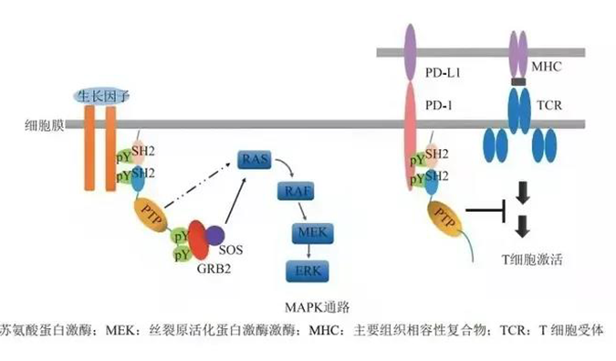 晚期恶性肿瘤患者的福音，SHP2变构抑制剂RG001片获批临床.png