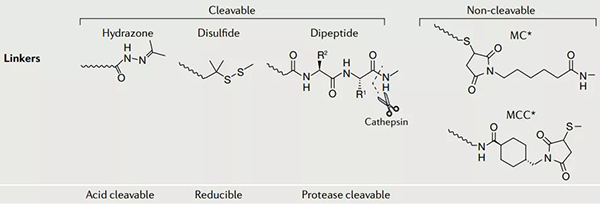 ADC-药物的连接子.png