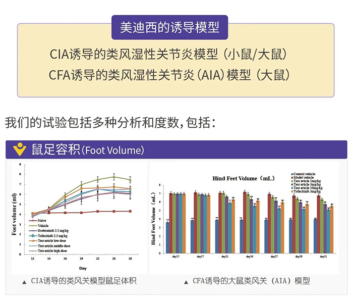 s36沙龙会诱导的类风湿性关节炎模型-1.png