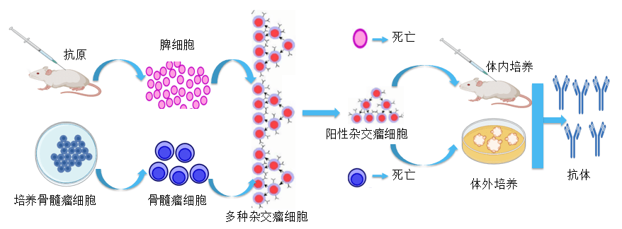 s36沙龙会抗体开发平台.png