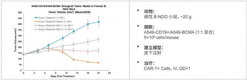 双特异性CAR-T药效研究：CD19-BCMA.jpg