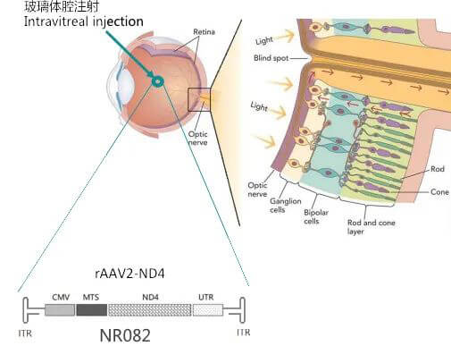 8-图片来自：纽福斯生物.jpg