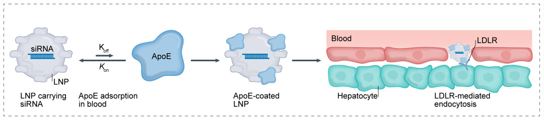 第一代：LNP+小核酸-→肝脏.jpg