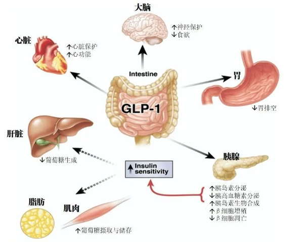 时代变了！GLP-1让打针吃药也能减肥成为现实