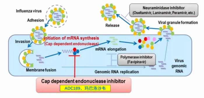 s36沙龙会祝贺 | 可愈可及！成人青少年甲型乙型流感！安帝康生物一粒治愈流感新药玛氘诺沙韦——III期研究成功